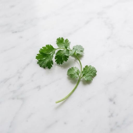 Cilantro