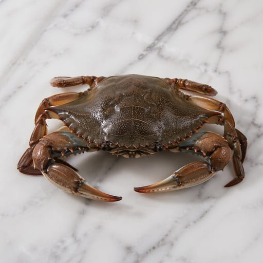 Crab