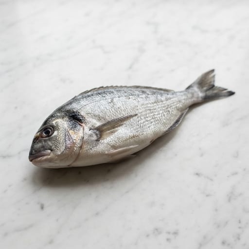 Sea Bream